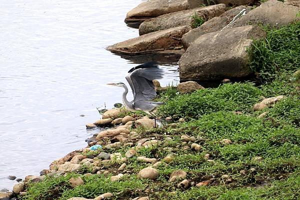 南崁溪畔鳥事-27.JPG