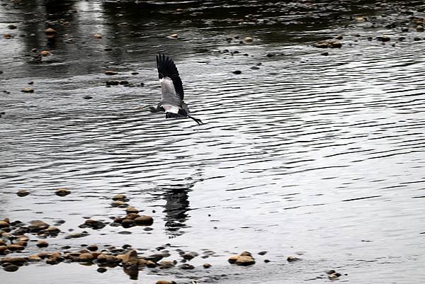 南崁溪畔鳥事-31.JPG