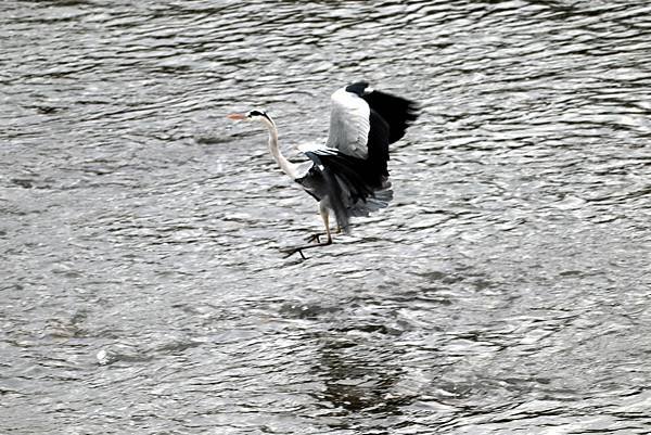 南崁溪畔鳥事-42.JPG