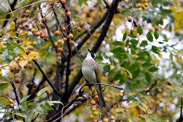 南崁溪畔鳥事-50.JPG