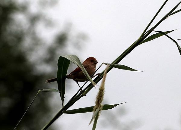 南崁溪畔鳥事-67.JPG