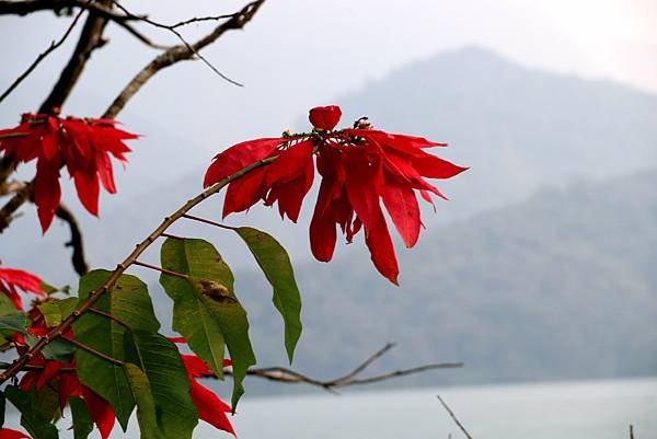 日月潭之旅花絮-19.JPG