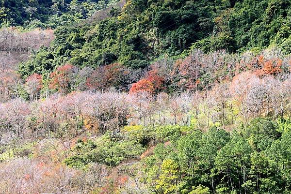 石門水庫之旅-17.jpg