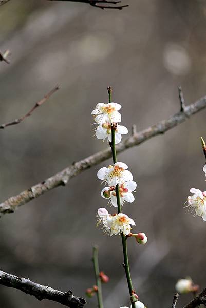 石門水庫之旅-41.jpg