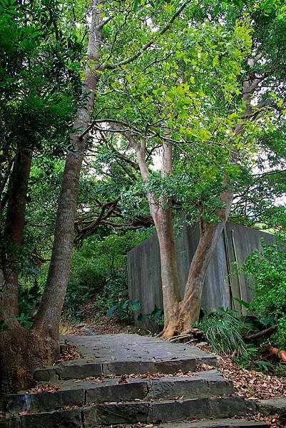 凌雲寺後山小路踏青-1.JPG