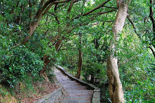 凌雲寺後山小路踏青-5.JPG