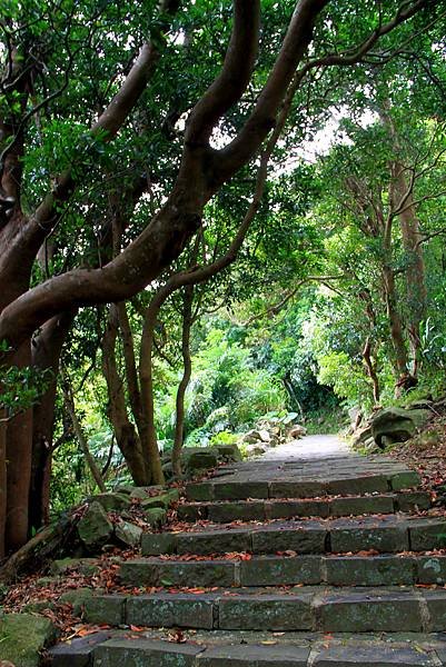 凌雲寺後山小路踏青-9.JPG