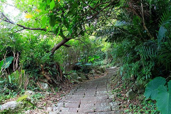 凌雲寺後山小路踏青-13.JPG