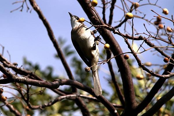 河邊鳥事-34.JPG