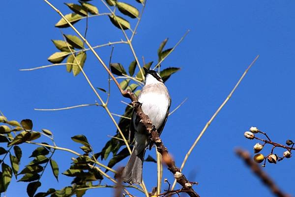 河邊鳥事-45.JPG