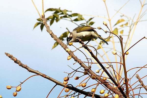 河邊鳥事-46.JPG