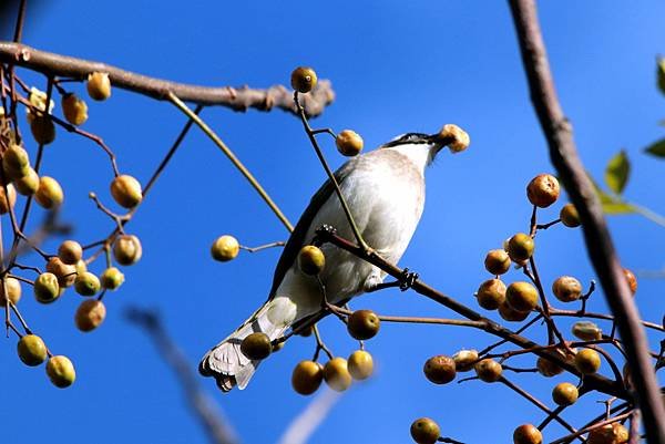 河邊鳥事-48.JPG