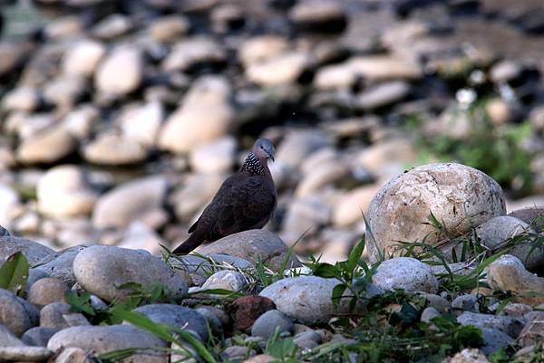 河邊鳥事-53.JPG