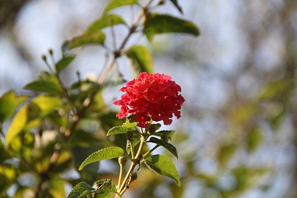 嘉義梅山拈花惹草-103年元月18日~19日義大之旅