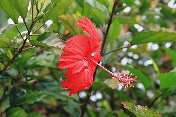 六龜拈花惹草-15.JPG