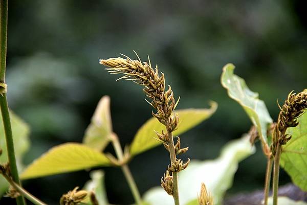 六龜拈花惹草-21.JPG