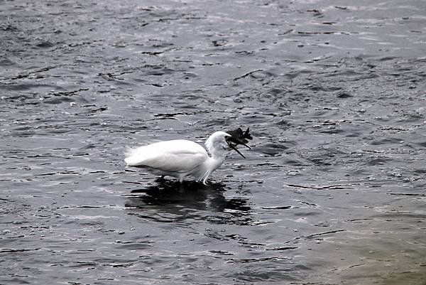 河邊鳥事-14.JPG