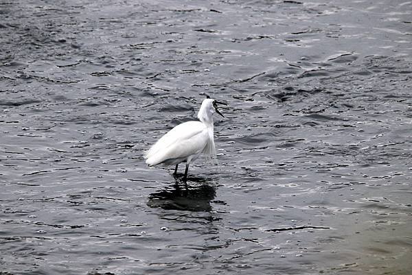 河邊鳥事-15.JPG