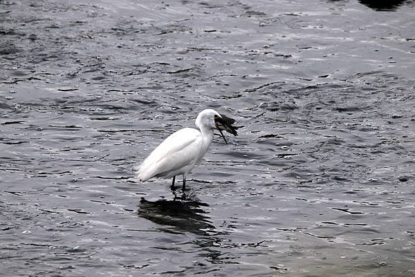 河邊鳥事-16.JPG