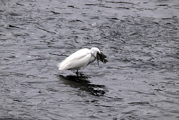 河邊鳥事-18.JPG