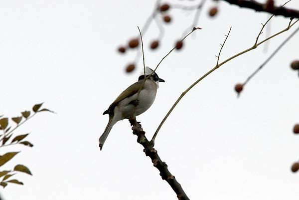 河邊鳥事-25.JPG