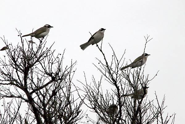 河邊鳥事-32.JPG