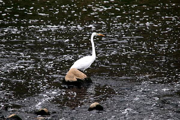 河邊鳥事-39.JPG