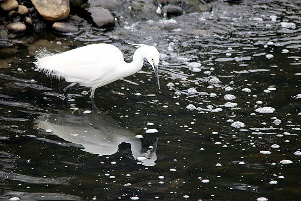 河邊鳥事-43.JPG