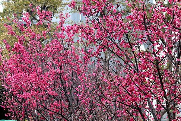 大坑溪畔拈花惹草-1.JPG