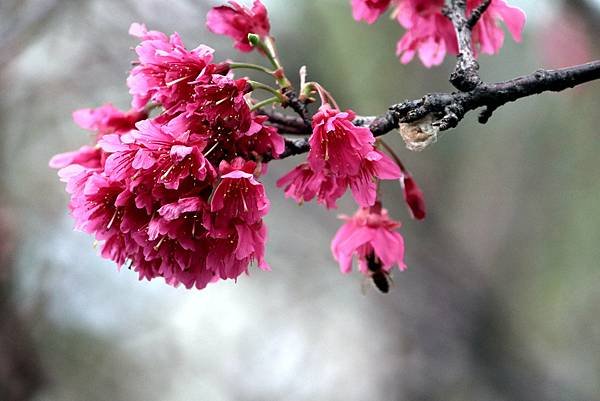 大坑溪畔拈花惹草-11.JPG