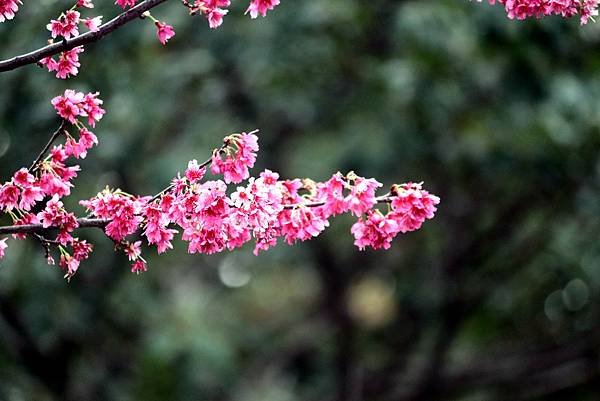 大坑溪畔拈花惹草-14.JPG