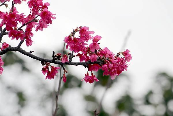 大坑溪畔拈花惹草-15.JPG