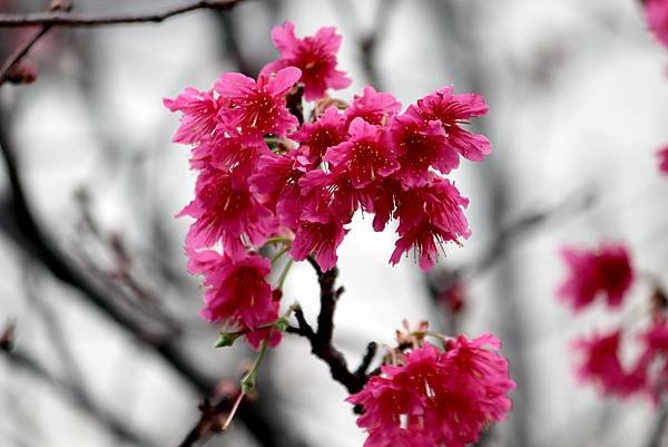 大坑溪畔拈花惹草-16.JPG