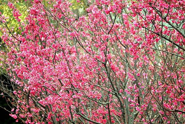 大坑溪畔拈花惹草-19.JPG