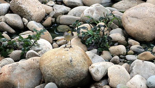 大坑溪畔拈花惹草-33.JPG