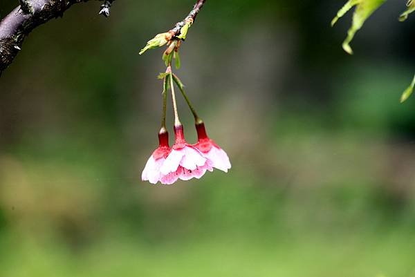 全省進香拈花惹草-3.JPG