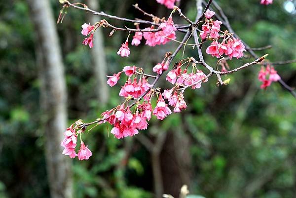 全省進香拈花惹草-2.JPG