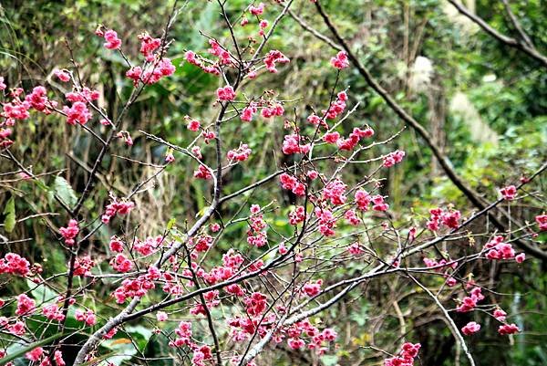 全省進香拈花惹草-1.JPG