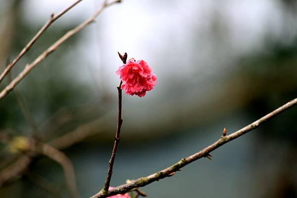 全省進香拈花惹草-8.JPG