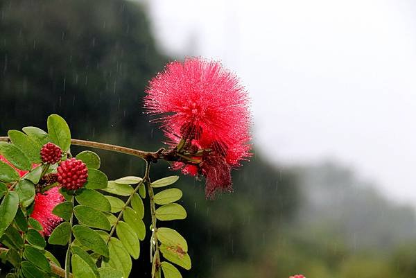 全省進香拈花惹草-13.JPG