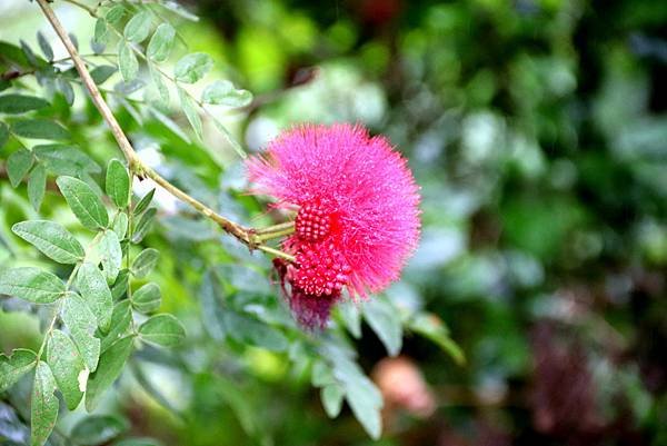 全省進香拈花惹草-14.JPG