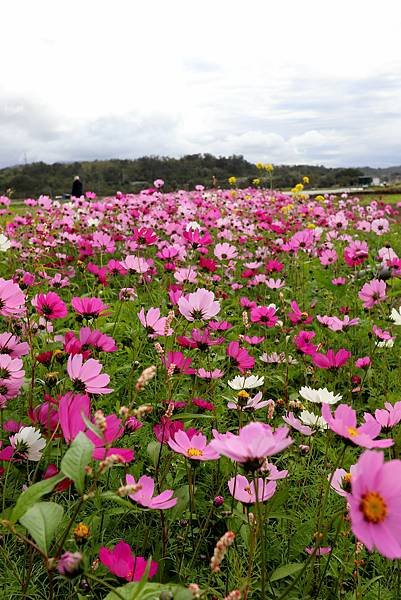 全省進香拈花惹草-18.JPG