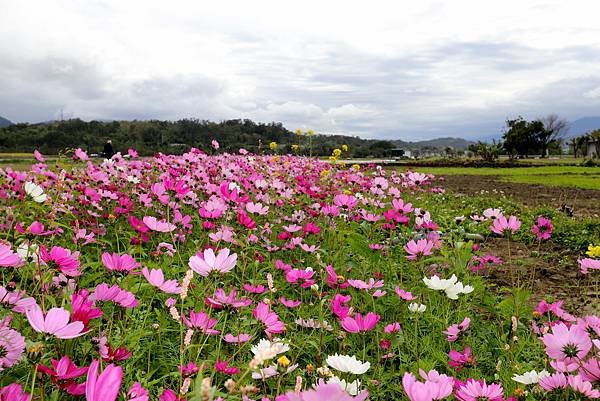 全省進香拈花惹草-19.JPG