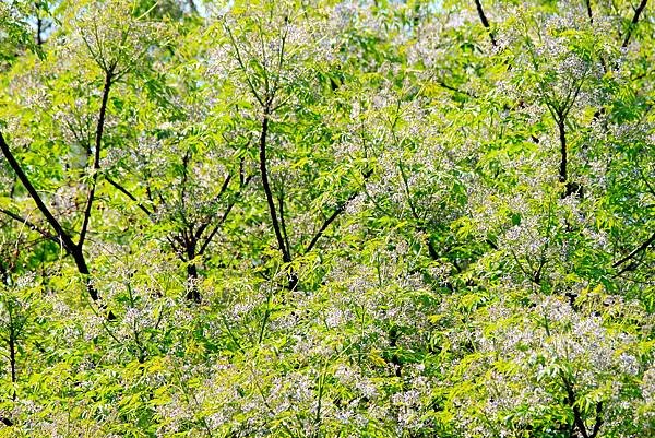 河邊公園苦楝花開-15.JPG
