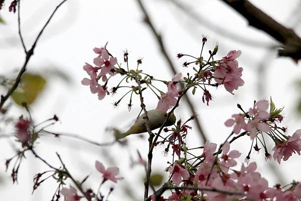 河邊鳥事-1.JPG