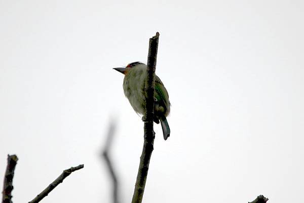 河邊鳥事-9.JPG