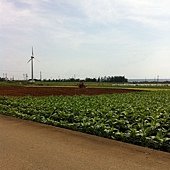 蜜月小旅行okinawa之哎鳳-fd0032.jpg
