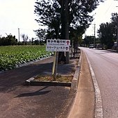 蜜月小旅行okinawa之哎鳳-fd0030.jpg