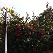 蜜月小旅行okinawa之哎鳳-fd0024.jpg