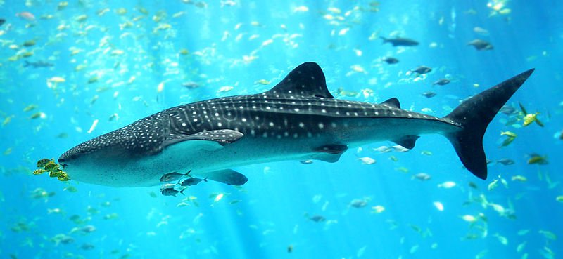 Whale_shark-1